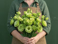 Rosanne 1 Green, (F1) Lisianthus Seeds