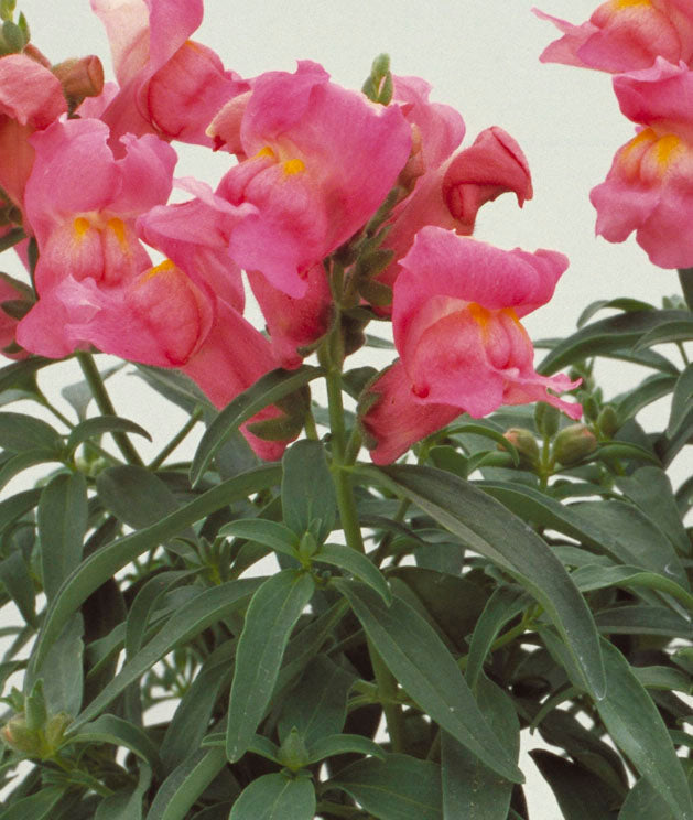Rose Pink Floral Showers, (F1) Snapdragon Seeds