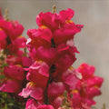 Rose Floral Showers, (F1) Snapdragon Seeds
