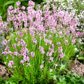 Pink Perfume, Lavender Seeds