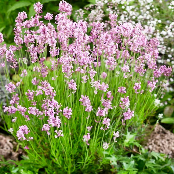 Pink Perfume, Lavender Seeds
