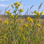 Rosinweed, Silphium Seed