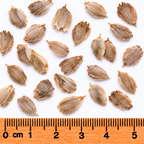 Rosinweed, Silphium Seed