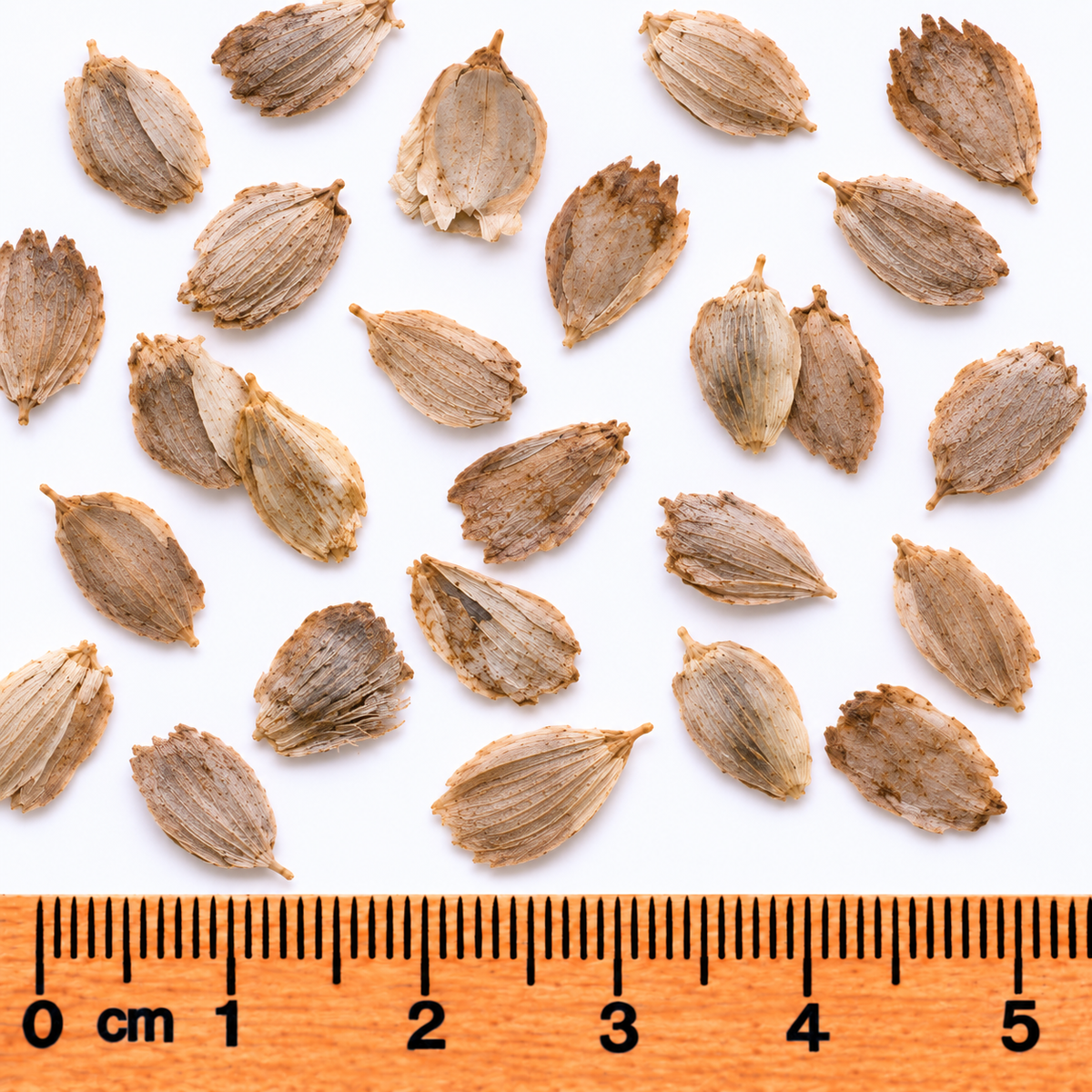 Rosinweed, Silphium Seed