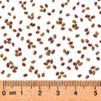 Round-headed Bush Clover, Lespedeza Seed