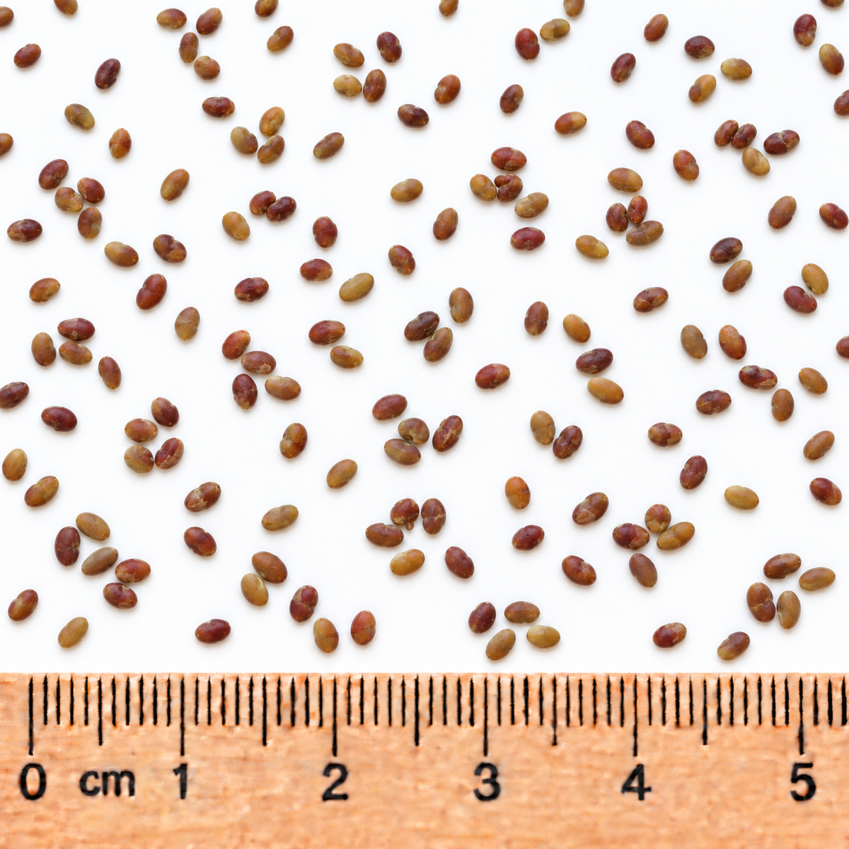 Round-headed Bush Clover, Lespedeza Seed