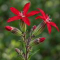 Royal Catchfly, Silene Seed