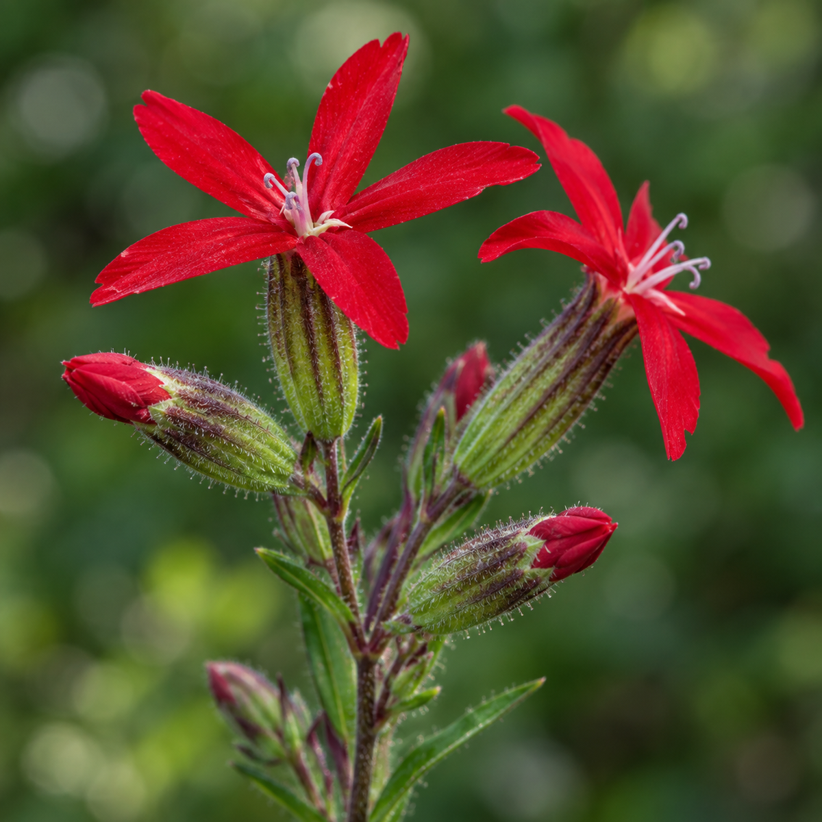 Royal Catchfly, Silene Seed