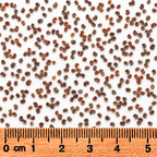Royal Catchfly, Silene Seed