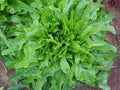 Royal Oakleaf, Lettuce Seeds