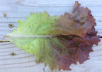 Ruby Red, Lettuce Seeds