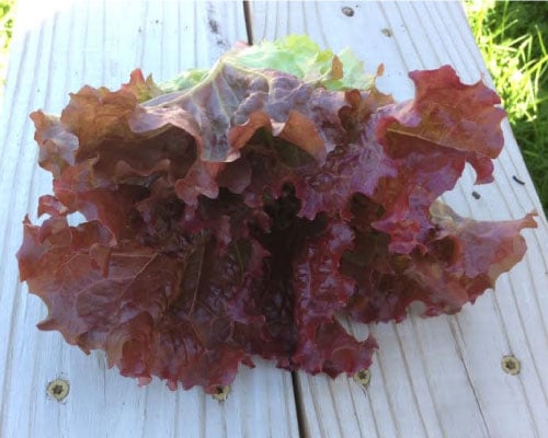 Ruby Red, Lettuce Seeds