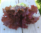 Ruby Red, Lettuce Seeds