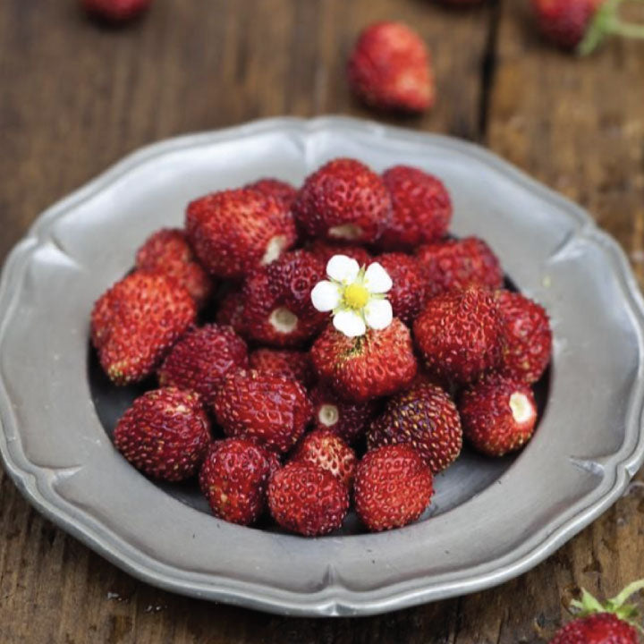 Improved Rugen, Strawberry Seeds
