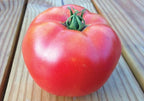 Rutgers, Tomato Seeds