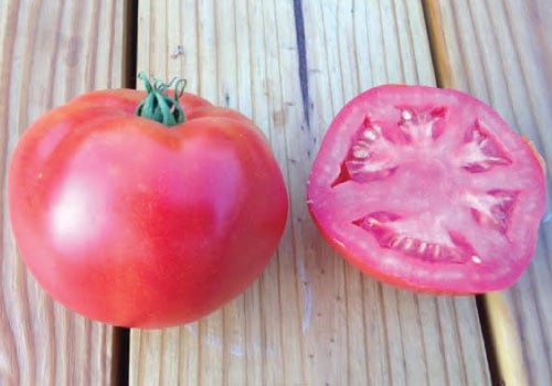 Rutgers, Tomato Seeds