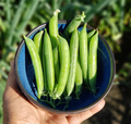 Sabre, Pea Seeds