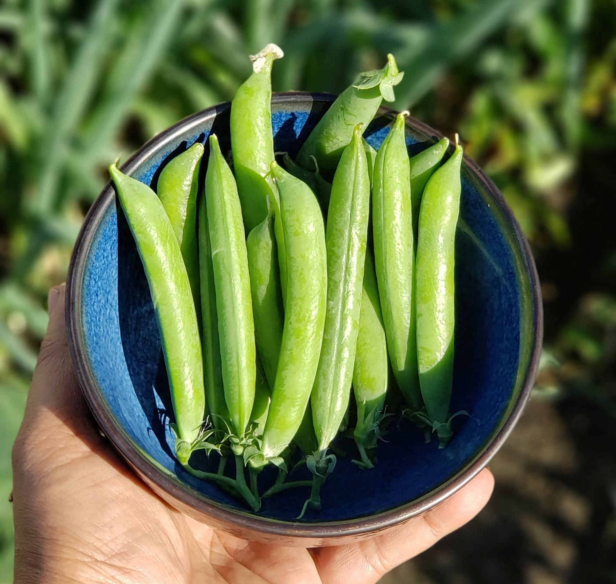 Sabre, Pea Seeds