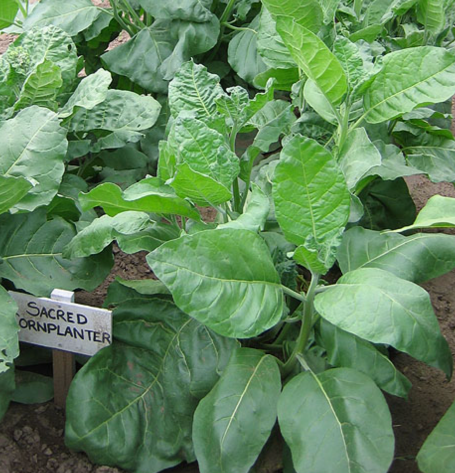 Sacred Cornplanter, Tobacco Seed