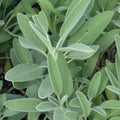 Broadleaf, Sage Seed