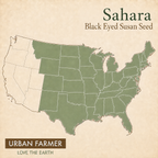 Sahara, Black-Eyed Susan Seed