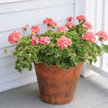 Salmon Maverick, Geranium Seeds
