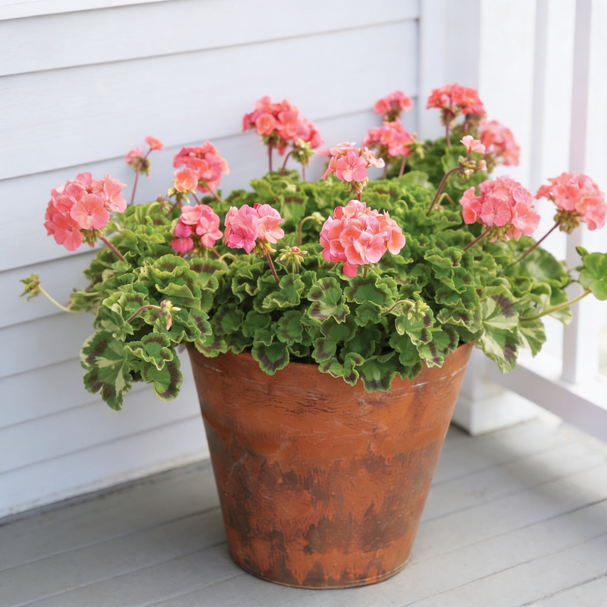 Salmon Maverick, Geranium Seeds
