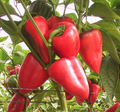 Salsa, (F1) Pepper Seeds