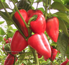 Salsa, (F1) Pepper Seeds