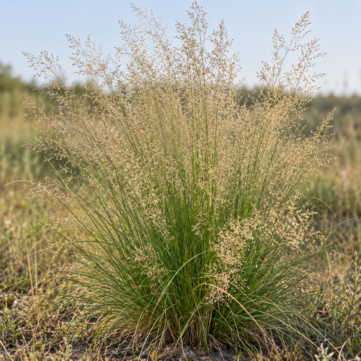 Sand Dropseed, Ornamental Grass Seed