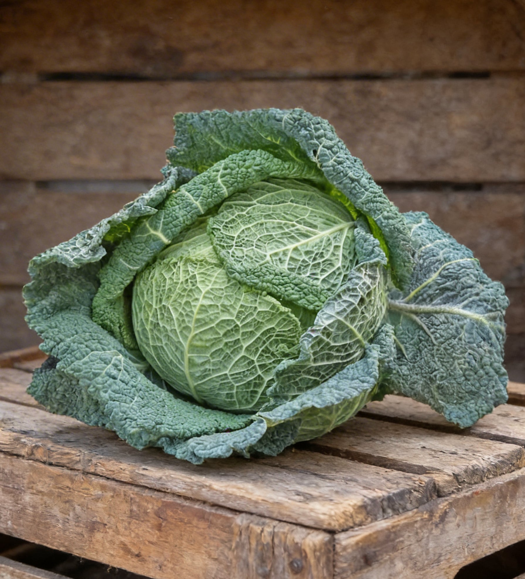 Savoy Perfection, Cabbage Seeds
