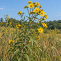 Saw-tooth, Sunflower Seeds