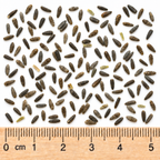 Saw-tooth, Sunflower Seed