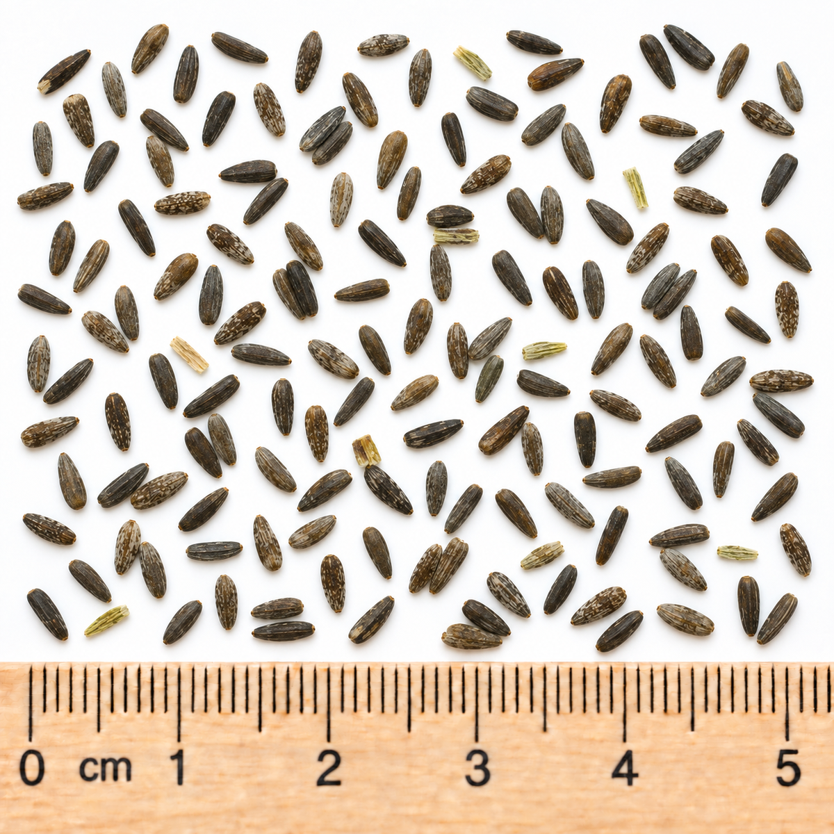 Saw-tooth, Sunflower Seed