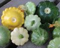 Scallop Blend, Squash Seeds