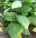 Scantic, Tobacco Seed