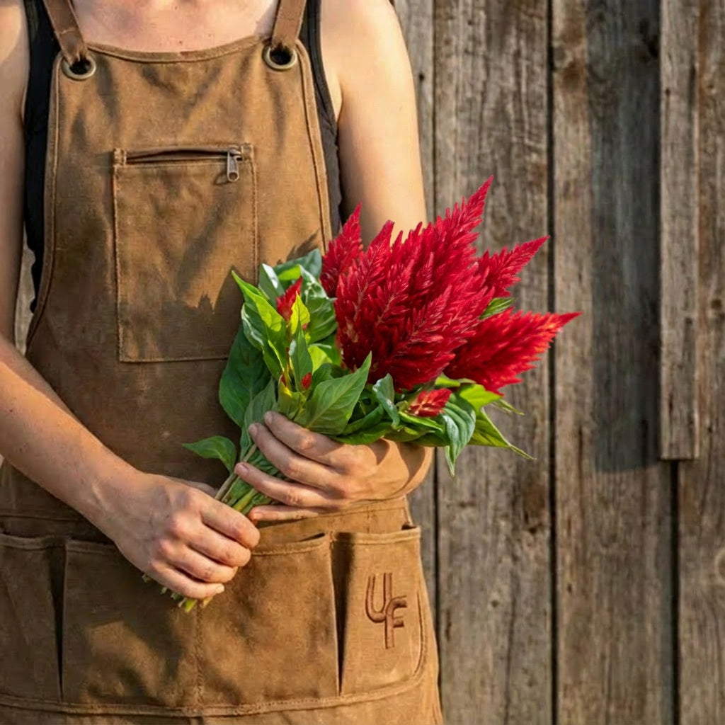 Scarlet Kimono, Celosia Seeds