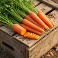 Scarlet Nantes, Organic Carrot Seeds