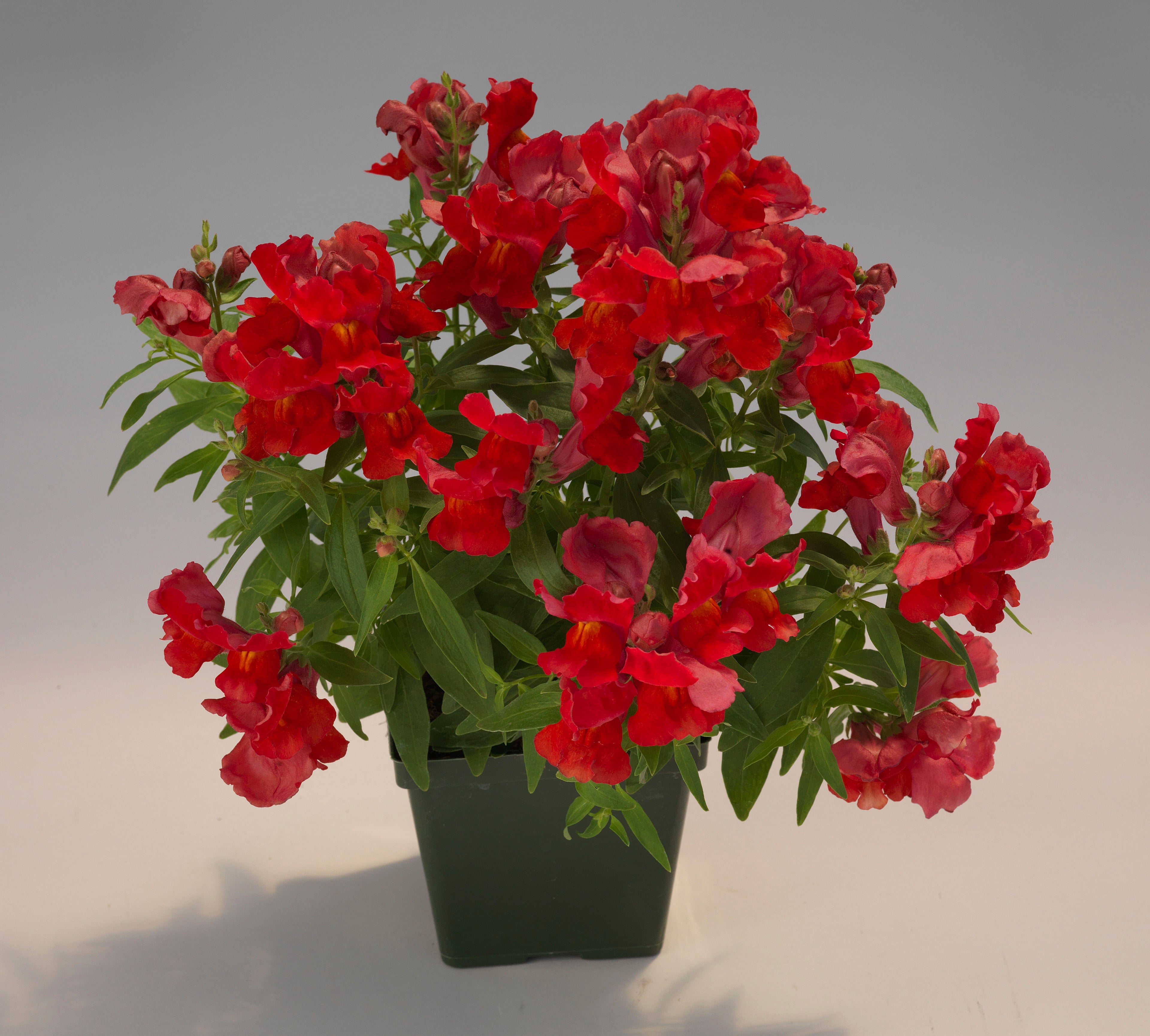 Scarlet Floral Showers, (F1) Snapdragon Seeds