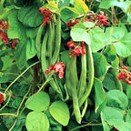 Scarlet Runner, Bean Seeds