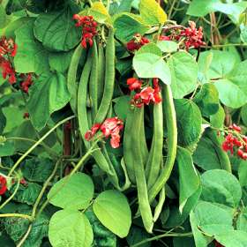 Scarlet Runner, Bean Seeds
