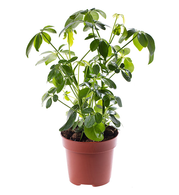Dwarf Umbrella Tree, Schefflera Seed