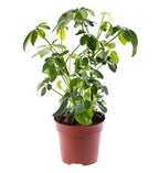 Dwarf Umbrella Tree, Schefflera Seed