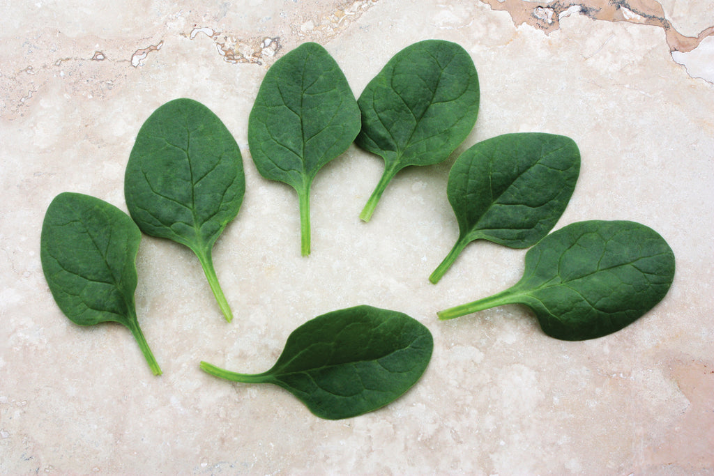 Seaside, (F1) Spinach Seeds