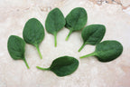 Seaside, (F1) Spinach Seeds