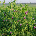 Secada Forage Pea field crop