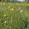Seedbox, Ludwigia Seed
