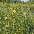 Seedbox, Ludwigia Seed