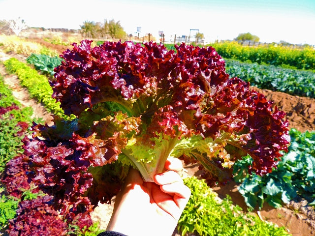 Selway, Lettuce Seeds