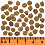 Northern Wild, Senna Seed